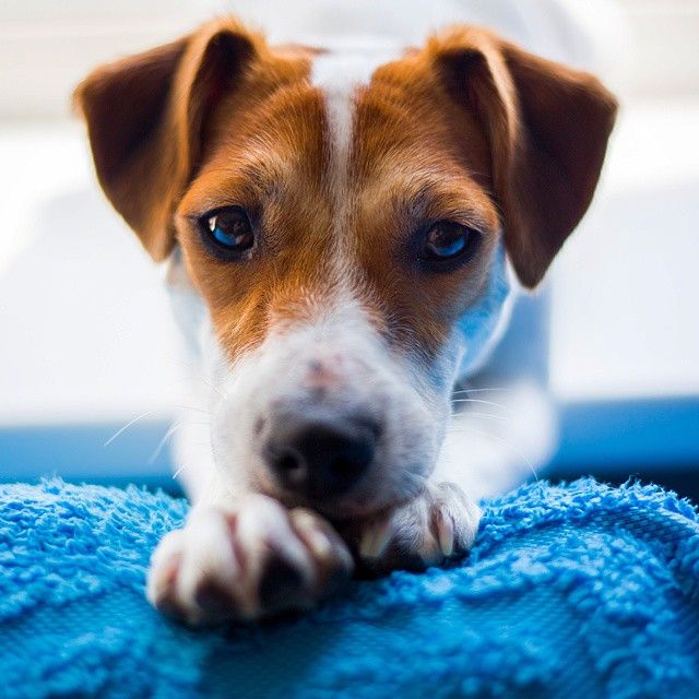 Výsledek obrázku pro sad dog jack russell