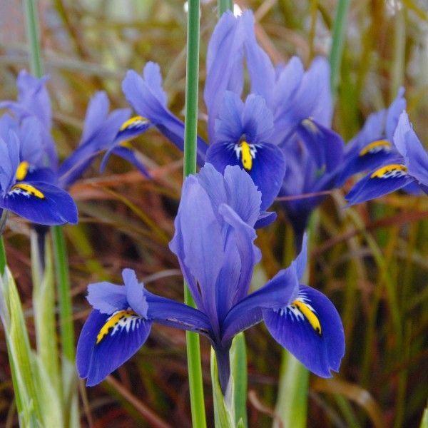 38 best Blau images on Pinterest | Blau, Traubenhyazinthe und Blaustern 38 best Blau images on Pinterest | Blau, Traubenhyazinthe und Blaustern