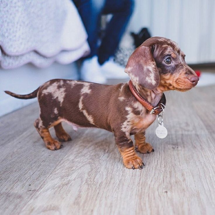 Cutie Pie Anastasia Ilyuchik Dachshund Puppies Cute Baby