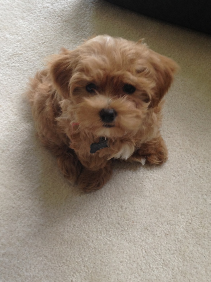 Pinterest Baby dogs, Cute dogs, Poodle puppy