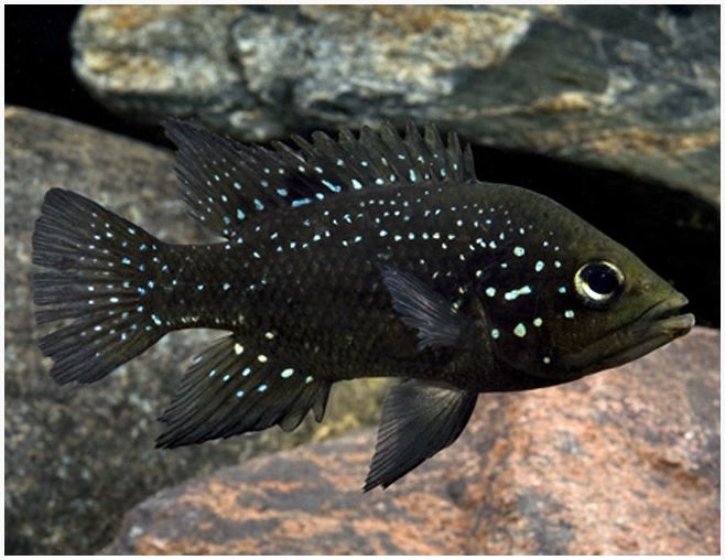 black cichlid fish fish