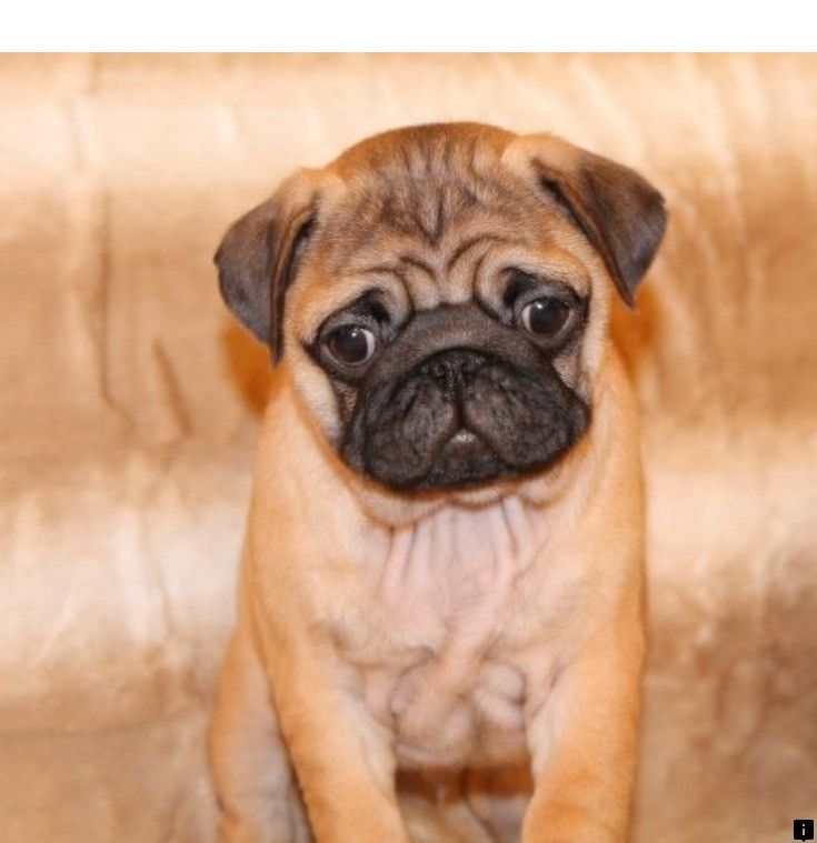 Head To The Webpage To See More About Baby Pugs For Sale Check