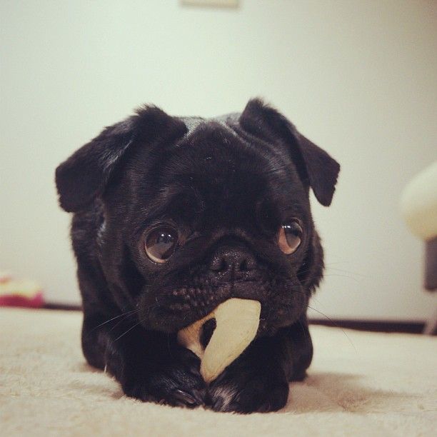 small black pug best 25 small pug ideas on baby pugs pug puppies and pugs small black pug best 25 small pug ideas on baby pugs pug puppies and pugs