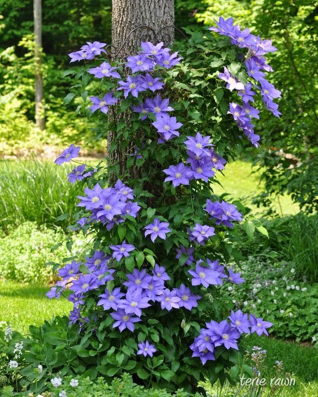 clematis growing on a wire frame around the tree shady backyard ideaslandscaping - Flower Garden Ideas Around Tree clematis growing on a wire frame around the tree shady backyard ideaslandscaping - Flower Garden Ideas Around Tree