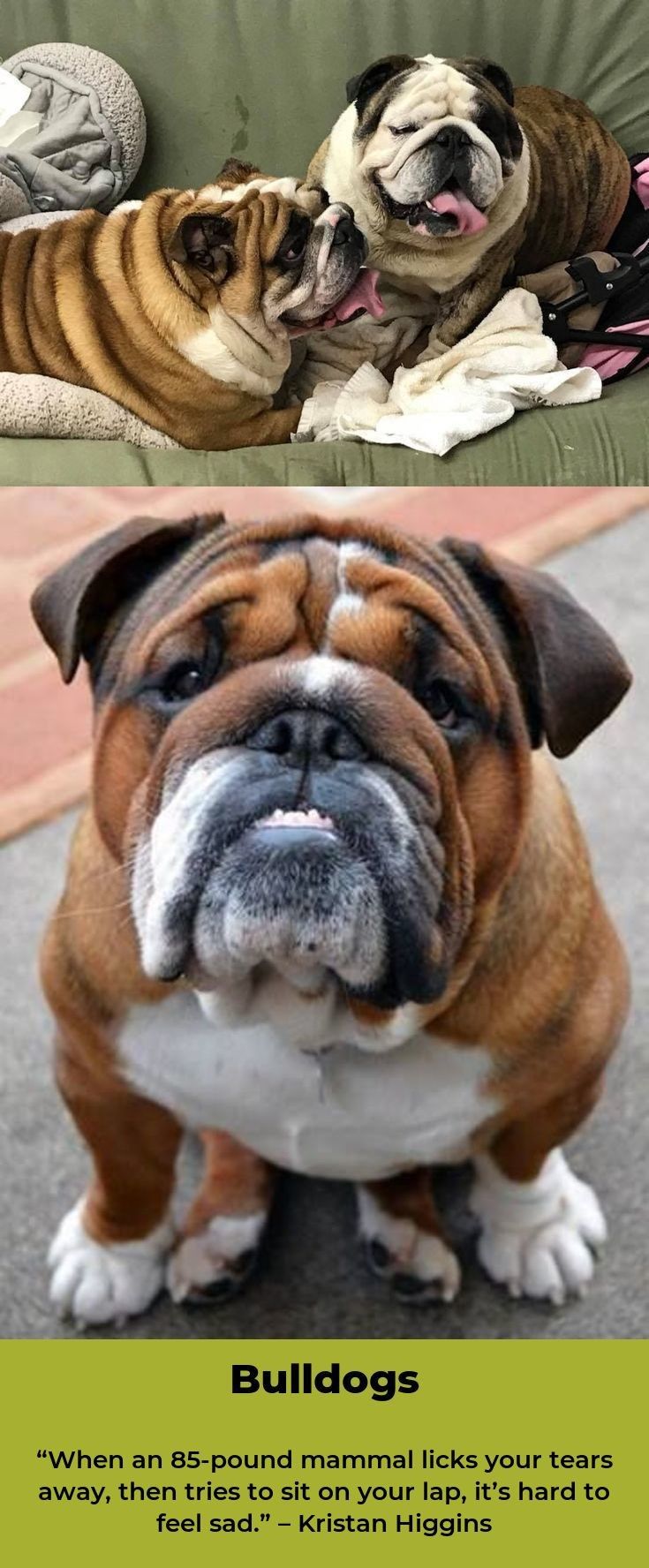 Bulldogsarethebest Bulldogsp British Bulldog French Bulldog Dogs