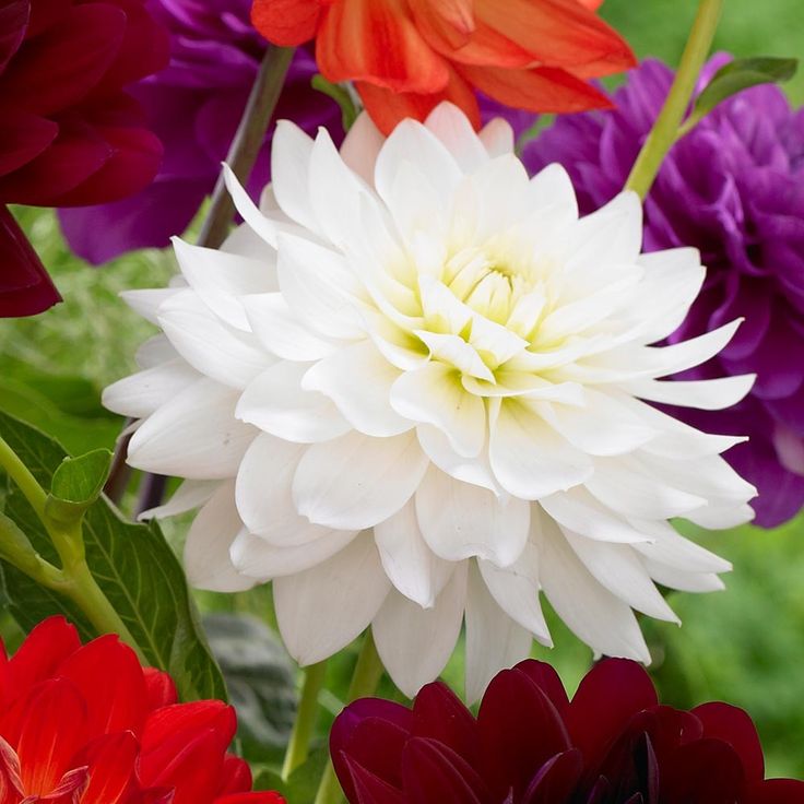 Dahlia Karma Serena J Parker Dutch Bulbs Dahlia Karma Serena J Parker Dutch Bulbs
