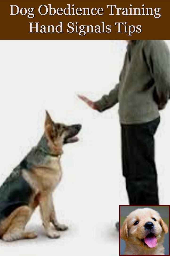 1 Have Dog Behavior Problems Learn About House Training A Boxer