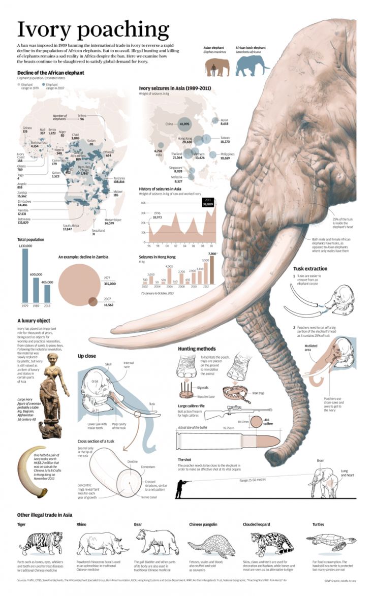 save elephants Raise awareness and show your support for a great causeelephant numbers have dropped by 62% over the last decade, and they could be mostly extinct by. save elephants Raise awareness and show your support for a great causeelephant numbers have dropped by 62% over the last decade, and they could be mostly extinct by.