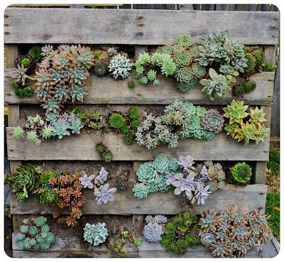 Succulent Wall Art best 25+ succulent wall planter ideas on pinterest | succulent Succulent Wall Art best 25+ succulent wall planter ideas on pinterest | succulent