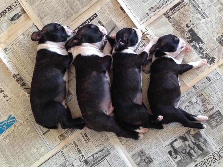Boston Terrier Kochschürze Naives Welpengesicht Farbfest und Höhenverstellbar Boston Terrier Kochschürze Naives Welpengesicht Farbfest und Höhenverstellbar