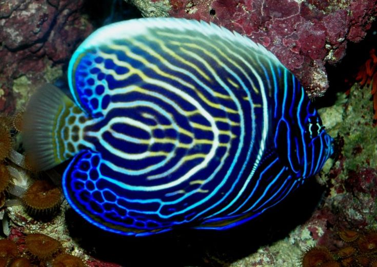 a blue and white fish in some corals on the ocean floor with other marine life