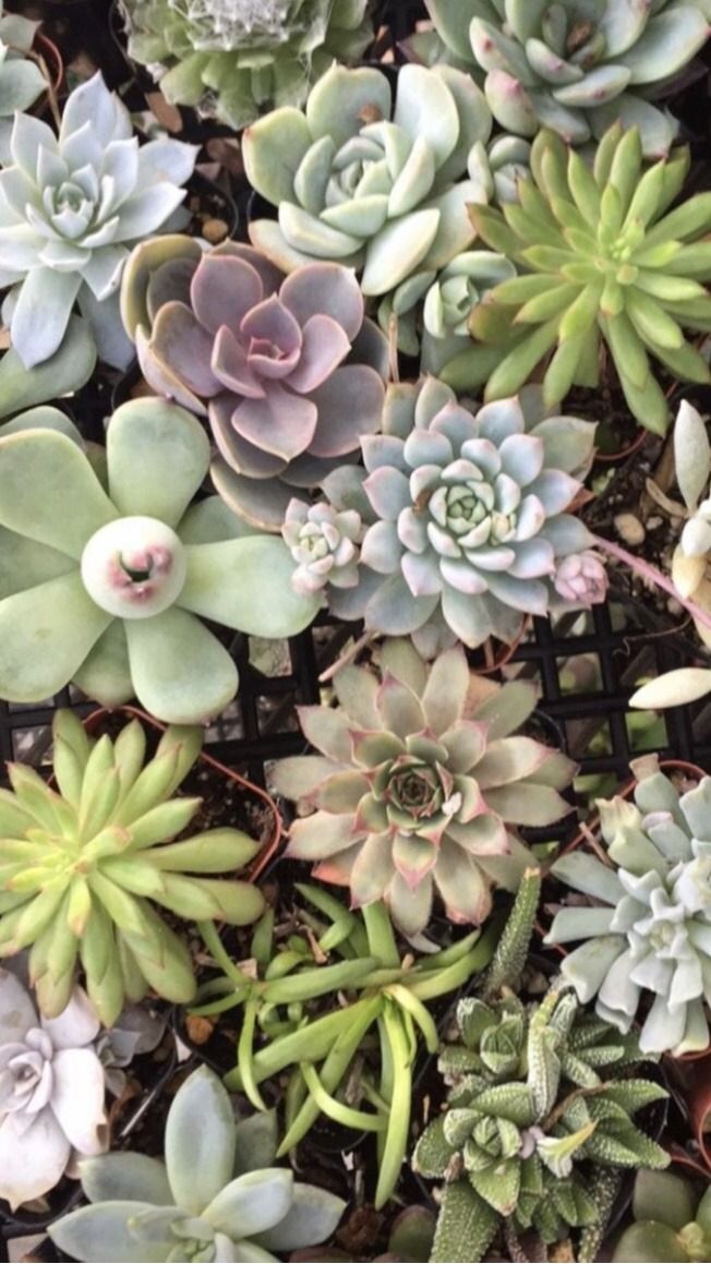Succulent Lockscreen Wallpaper Succulents Wallpaper Succulents Plants