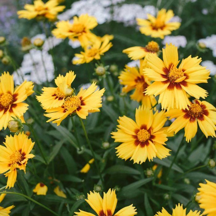✔️11++ Best perennial flowers uk - info Updated 9 b0ae9d23fd3bf3787d0b6c131bb7b3f4