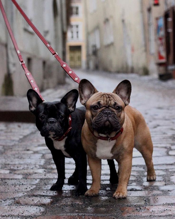 Are You One Of The Pug Lovers Or French Bulldog Lovers If You Do