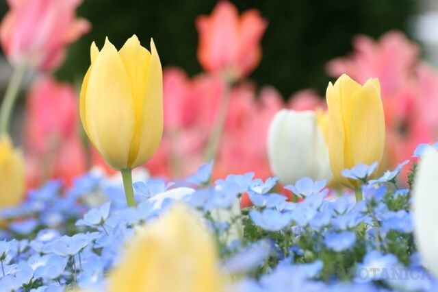 チューリップの球根の植え方 消毒方法や正しい時期 向きを解説 Botanica チューリップ 球根 ナニワイバラ チューリップの球根の植え方 消毒方法や正しい時期 向きを解説 Botanica チューリップ 球根 ナニワイバラ