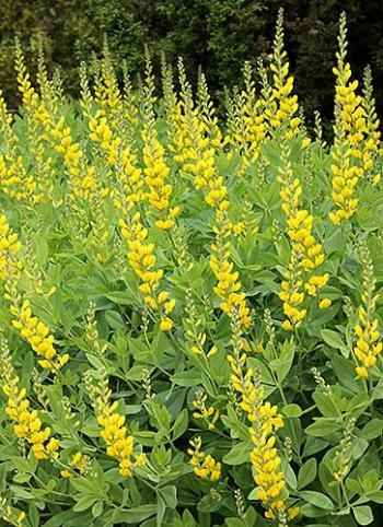 Best 25 Yellow Perennials Ideas Only On Pinterest Black Eyed Baptisia Sphaerocarpa Screamin Yellow