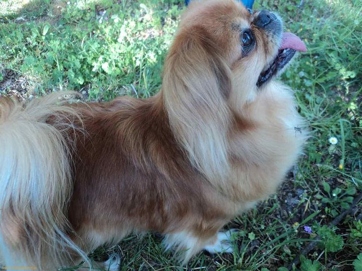 Looks Like My Precious Peaches Pekingese Puppies Puppy Face Pekingese Puppies