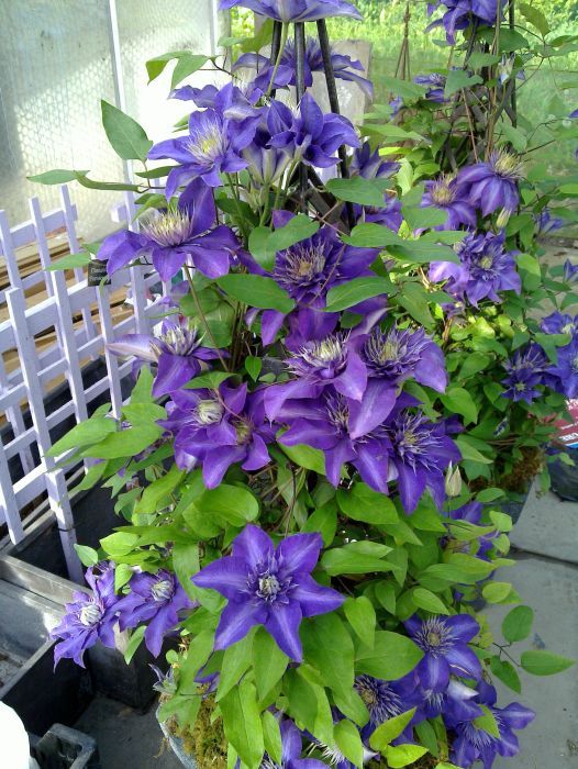 Top 25 Best Fast Growing Vines Ideas On Pinterest Backyard Top 25 Best Fast Growing Vines Ideas On Pinterest Backyard Plants Ground Cover Shade And