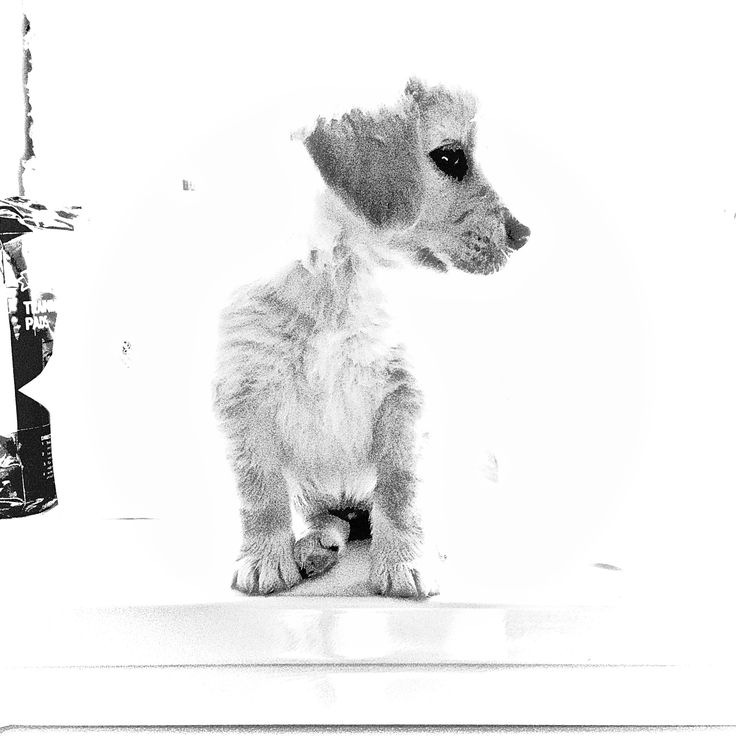 australian shepherd or golden retriever 16 best angel u2014australian shepherd golden retriever mix images on australian shepherd or golden retriever 16 best angel u2014australian shepherd golden retriever mix images on