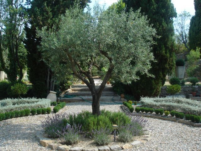 244 Best Outdoor Garden And Living Area Images On Pinterest Mediterranean Garden Olive Tree Rosemary And Lavender