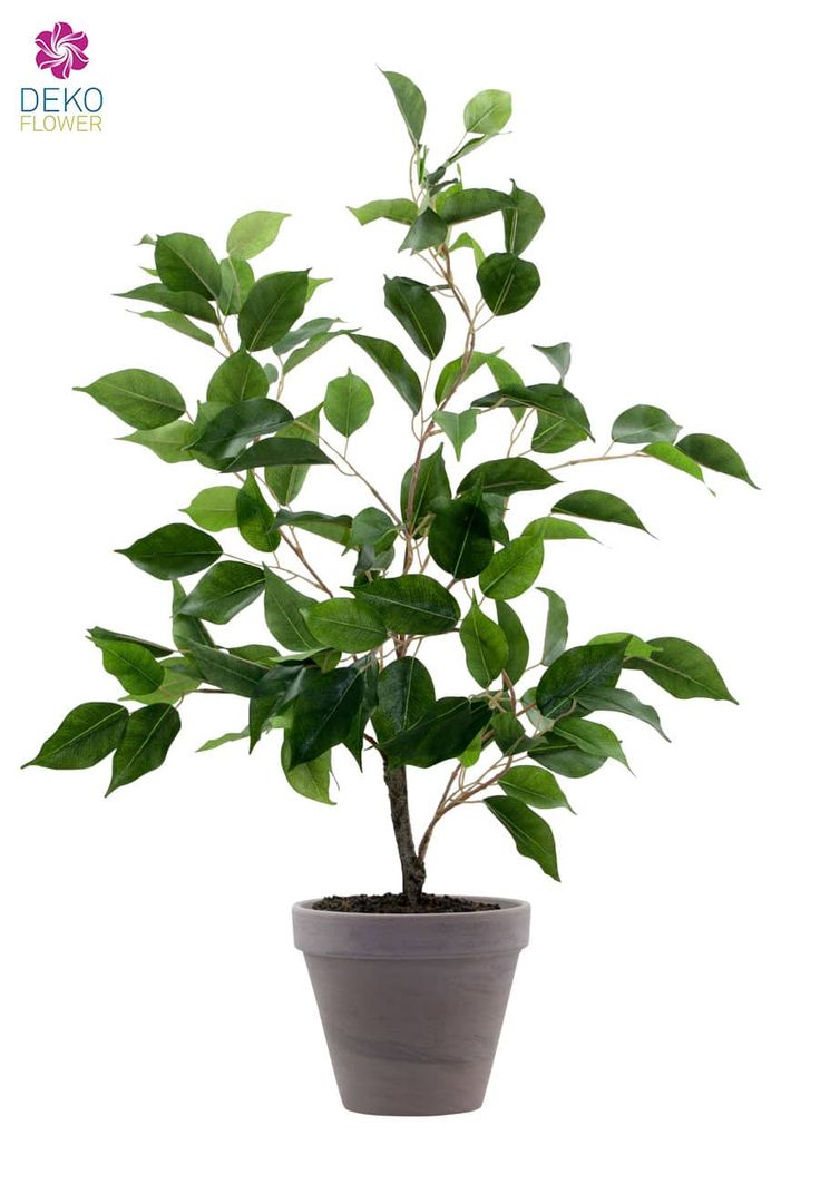 Die besten 25+ Ficus Ideen auf Pinterest Ficusbaum, Pflanzen für - grose wohnzimmer pflanzen Die besten 25+ Ficus Ideen auf Pinterest Ficusbaum, Pflanzen für - grose wohnzimmer pflanzen