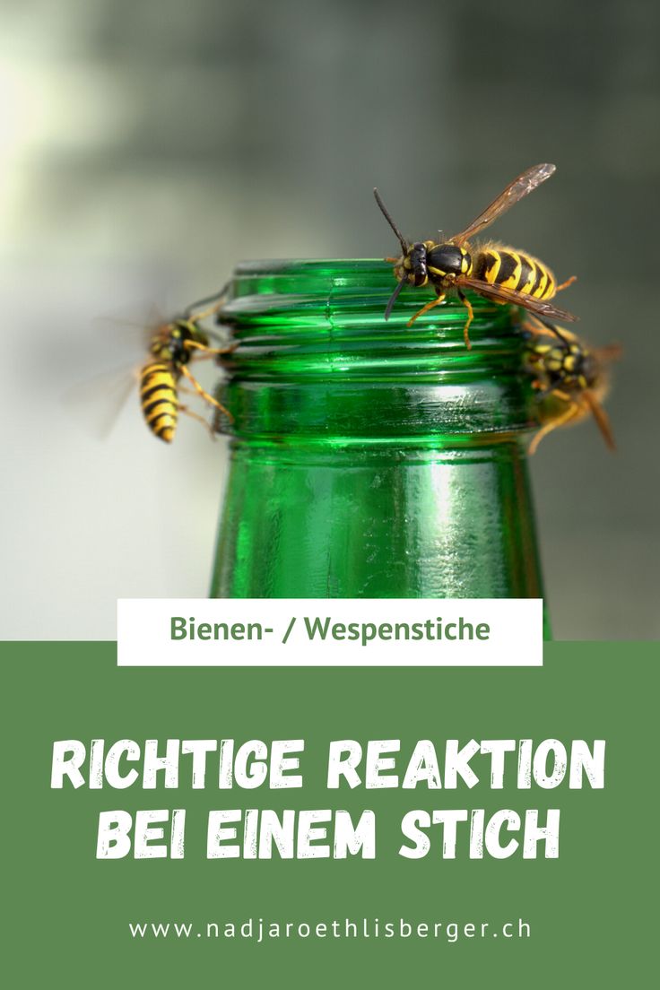 Richtig reagieren bei Bienen oder Wespenstich in 2020 Wespenstich