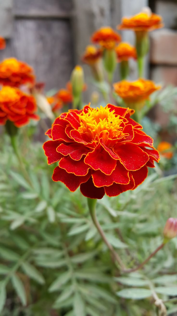 Marigold - clavelón de la India - clavel chino | Claveles, Flores