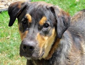 Humane Society Of Parkersburg Parkersburg Wv 304 422 5541