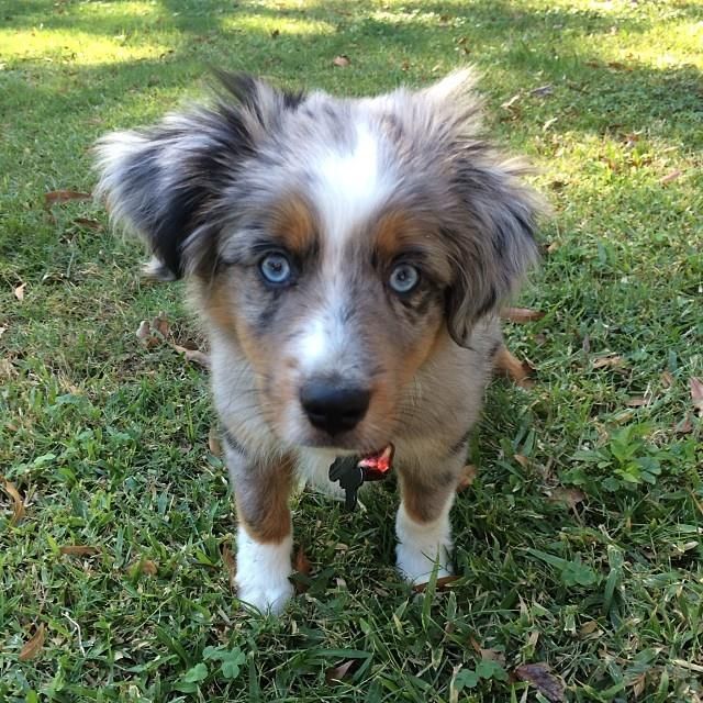 rockin b miniature australian shepherd 106 best awww images on pinterest animals dogs and collie dog rockin b miniature australian shepherd 106 best awww images on pinterest animals dogs and collie dog