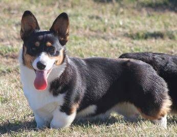 female corgis for sale
