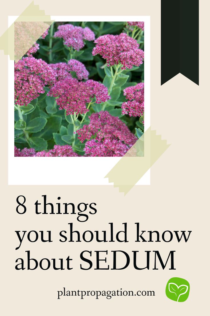 8 Things You Should Know About SEDUM In 2025 Sedum Sedum Plant B12c7f182e7d35a9a559b130f0a77247