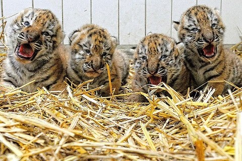 Fetter Tiger Fetter Tiger