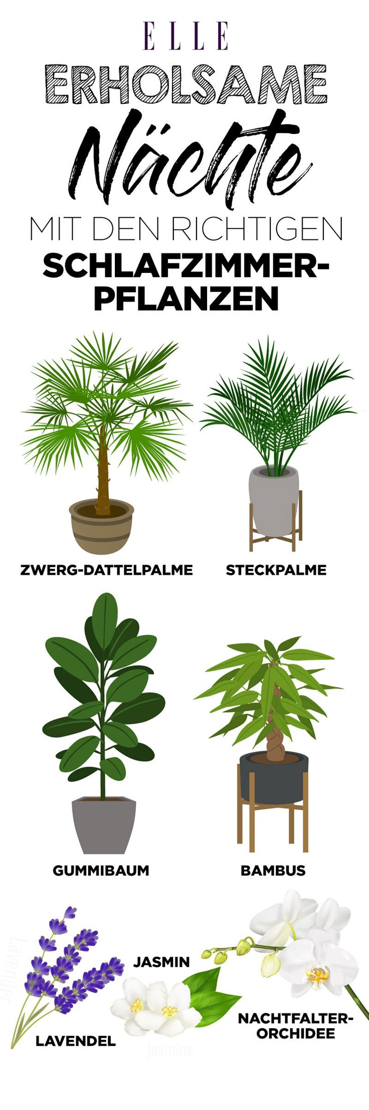 Luftverbesserer: Diese Pflanzen sind perfekt für deine Wohnung! Gardening ist ...