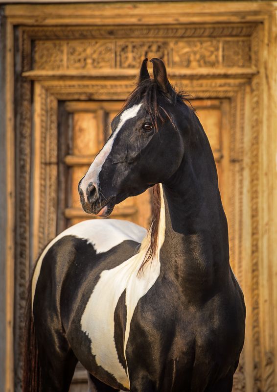 Cowboy Magic likes Marwari horses...photo by Manu Sharma... Pretty horses, Horse