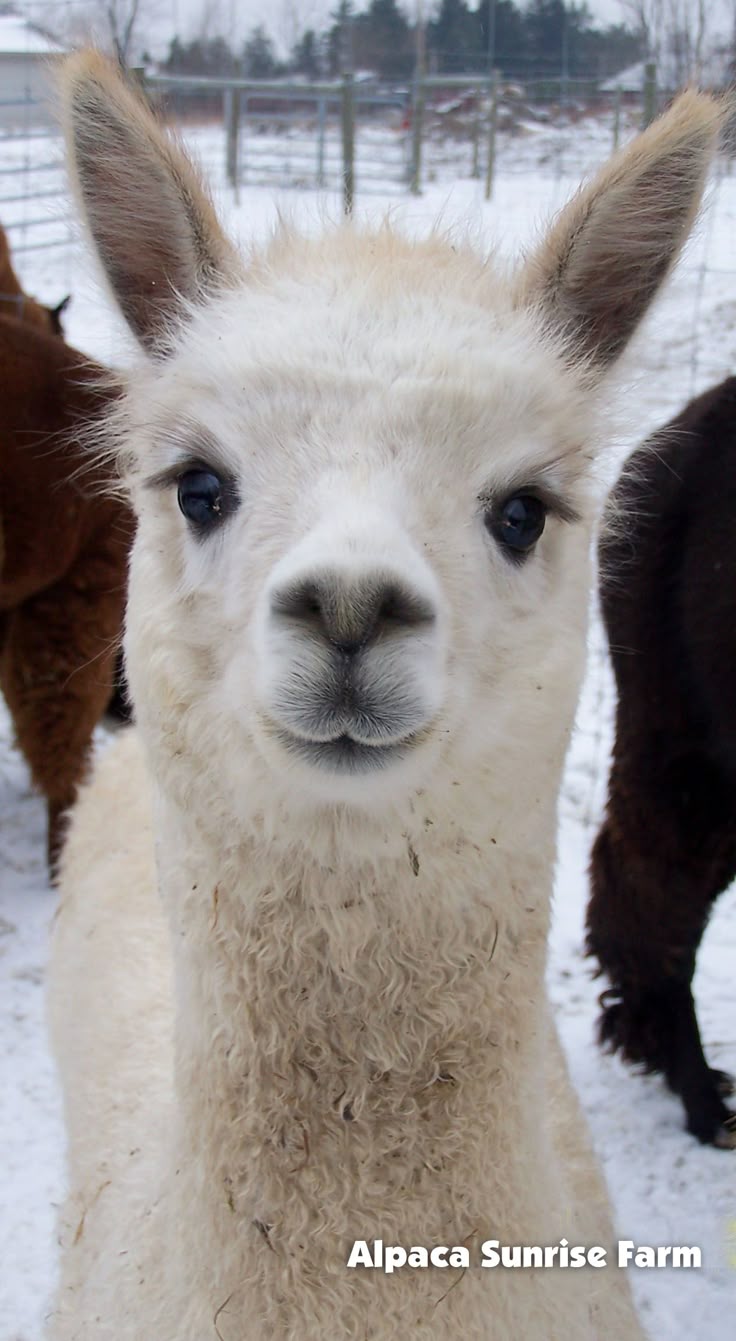 llama регистрация llama регистрация