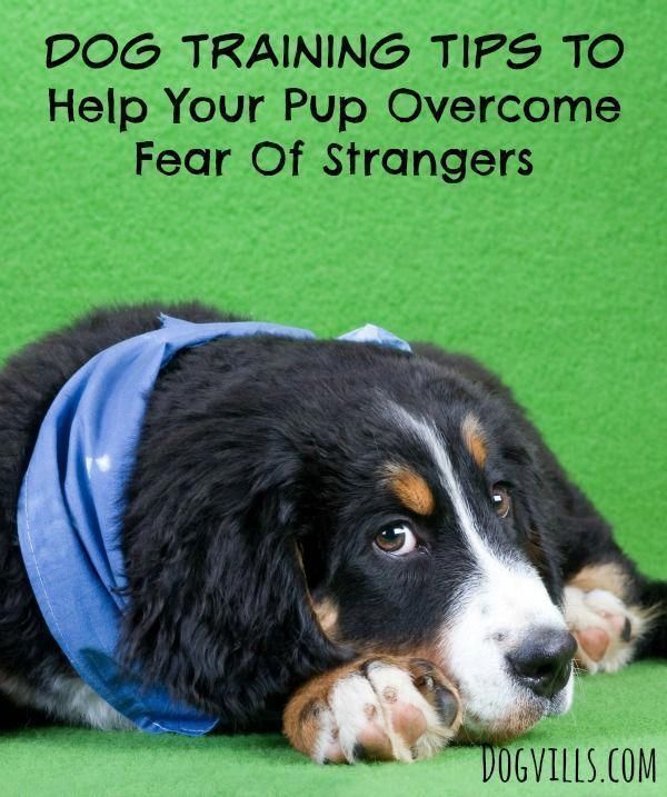Most Individuals Fall Short At Dog Training Considering That They
