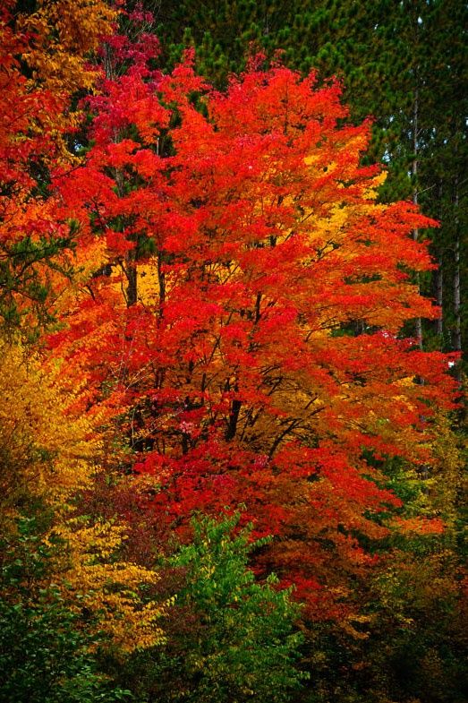 Magical autumn in a Japanese Garden - YouTube