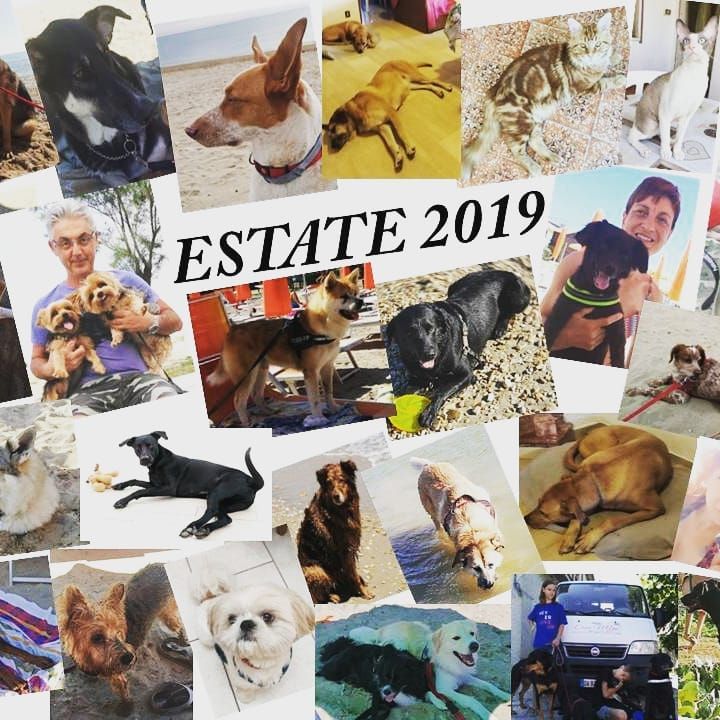 e un vero piacere pubblicare le foto dei pelosetti che hanno trascorso le loro vacanze a villa oleandro sono tutti funny animals poster movie posters