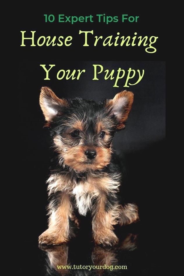 Dog Training Gloves Dog Training Zak George Pitbull Dog