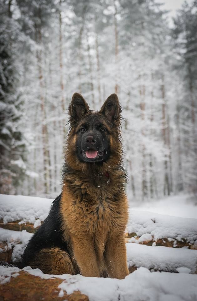 German Shepherd Dogs By Sark Sara On German Shepherd Dogs All