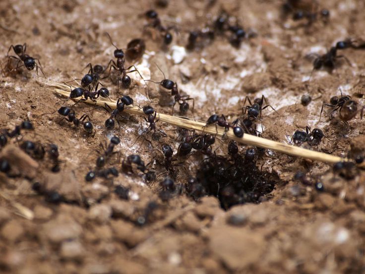 Ameisenplage Im Garten Was Hilft Hausmittel gegen Ameisen: Was hilft wirklich | Ameisen, Ameisen im