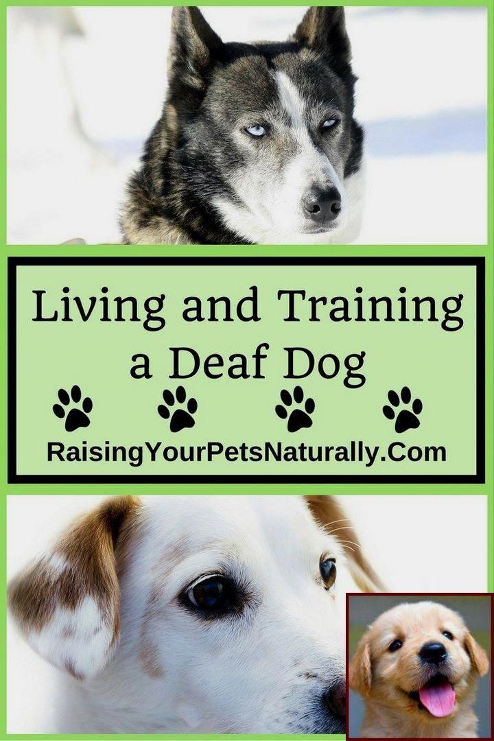 Potty Training Often Called House Training Is Among The Most