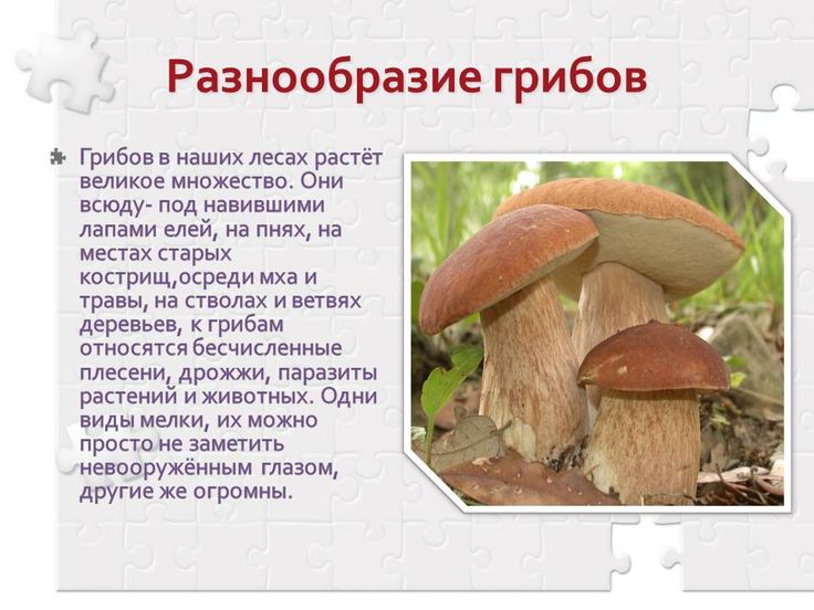 Презентация по окружающему миру "Грибы"