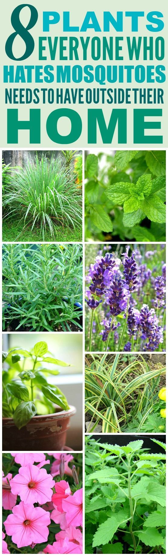 The choice of indoor plants: flowers, filters, flowers, enemies and a little mysticism The choice of indoor plants: flowers, filters, flowers, enemies and a little mysticism