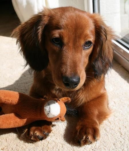 Dorkie puppy! Timmy said I can get one.. Just need to find