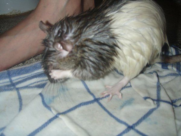 How To Bathe A Rat The Nice No Fuss Way Pet Rats Rats Pet Mice