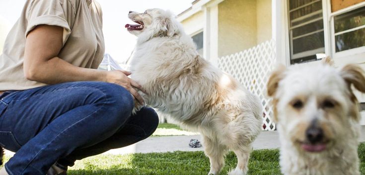 Pin On Pet Hostel Dog Sitter Near Me pin-on-pet-hostel-dog-sitter-near-me