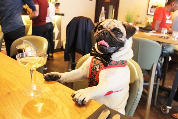 A Pop Up Pug Cafe Is Coming To Newcastle And Tickets Are On Sale