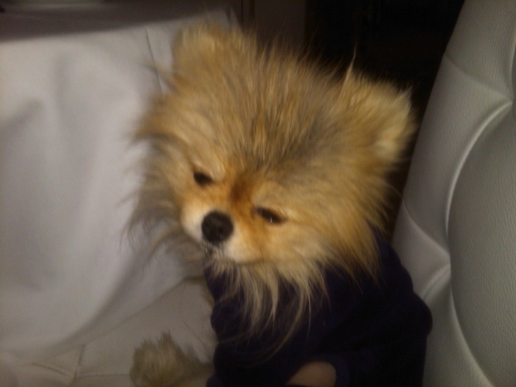 vanderpump pomeranian breeder 33 best outstanding drag images on drag petticoats and s clothes vanderpump pomeranian breeder 33 best outstanding drag images on drag petticoats and s clothes