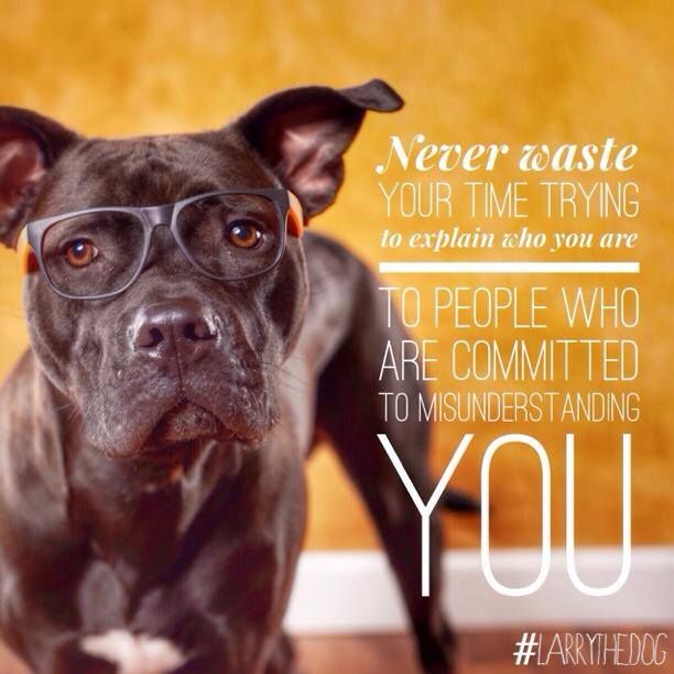 Pitbull Quotes 16 Stunning 24 Best Pitbull Quotes Images On Pinterest Pit Bull Pit Bulls Pitbull Quotes 16 Stunning 24 Best Pitbull Quotes Images On Pinterest Pit Bull Pit Bulls